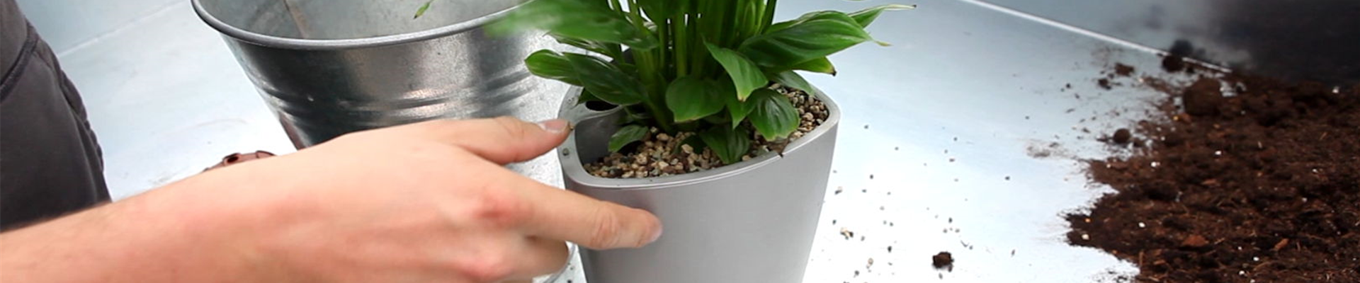 Einblatt - Einpflanzen in ein Gefäß (4).jpg