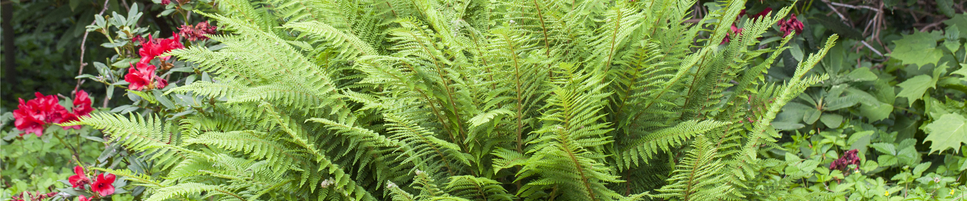 GS430120.jpg GS430120.jpg