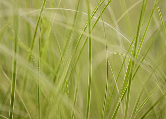 Auf die Feinheiten kommt es an: wie Gräser den Garten aufwerten