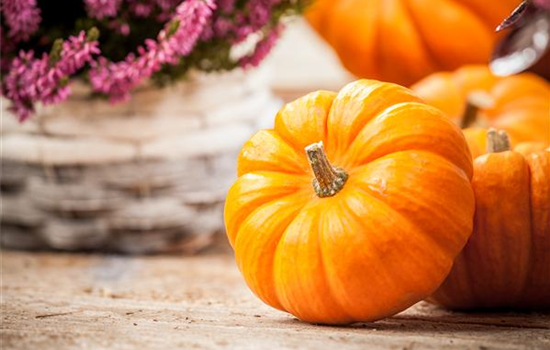 Der Nutzgarten: Selbstbedienung im eigenen Beet Der Nutzgarten: Selbstbedienung im eigenen Beet