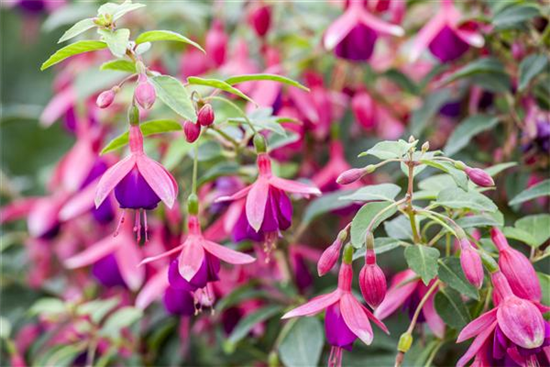 Fuchsien – exotische Schönheiten für Balkon und Garten Fuchsien – exotische Schönheiten für Balkon und Garten