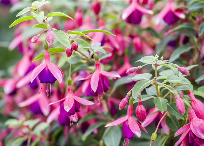 Fuchsien als Blickfang