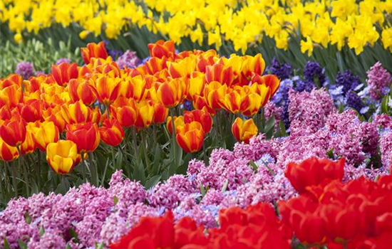 Bunter Frühling mit Blumenzwiebel und Co. – eine Übersicht Bunter Frühling mit Blumenzwiebel und Co. – eine Übersicht