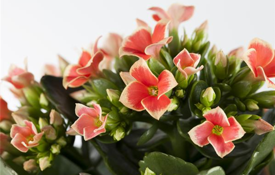 Die Kalanchoe - unsterbliche Schönheit