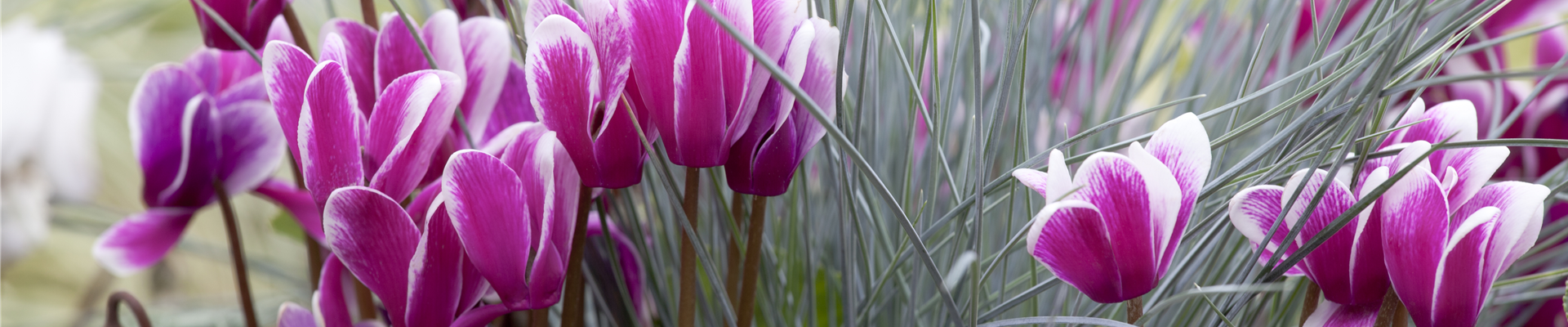 GS445136.jpg GS445136.jpg