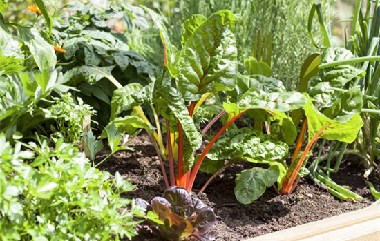 Frisches und leckeres Gemüse aus dem eigenen Garten