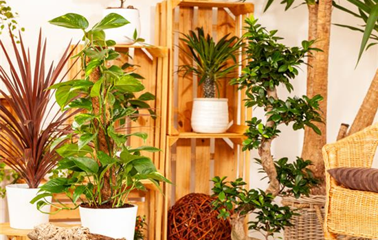 Pflanzen-Giganten mit Stil und Charme Pflanzen-Giganten mit Stil und Charme