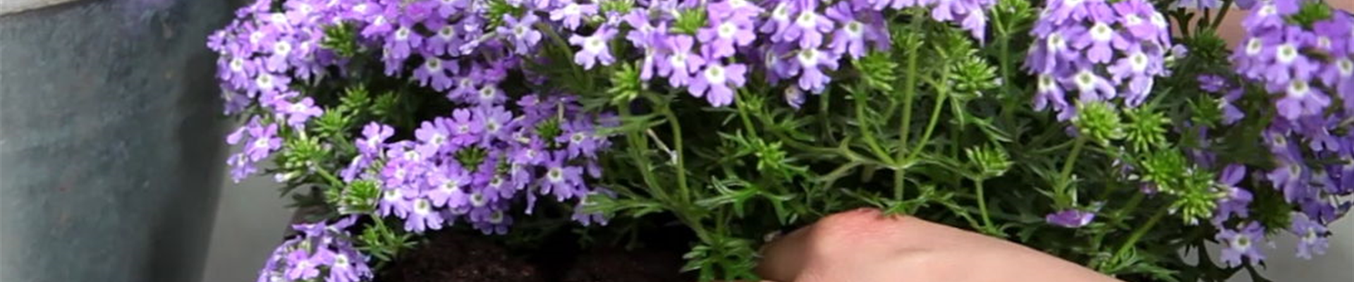 Eisenkraut - Einpflanzen in ein Gefäß (4).jpg