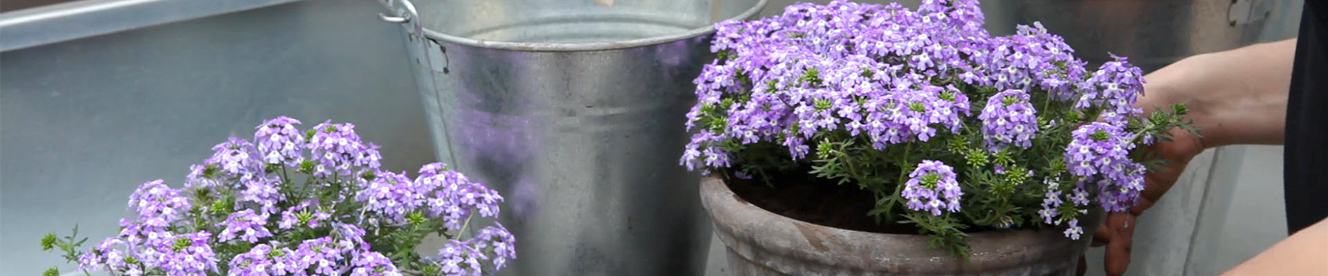 Eisenkraut - Einpflanzen in ein Gefäß (thumbnail).jpg