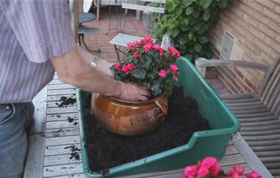 Blumenkübel - Bepflanzen mit mehreren Sommerblumen Blumenkübel - Bepflanzen mit mehreren Sommerblumen