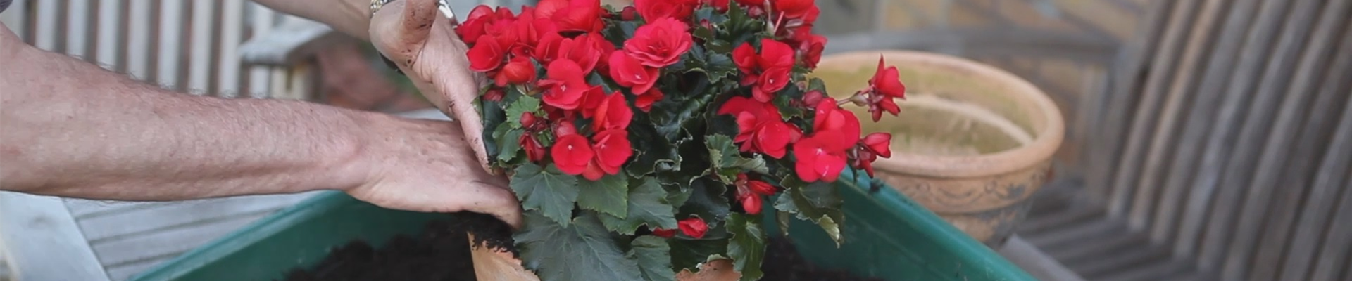 Blumenkübel - Bepflanzen mit Sommerblumen (thumbnail).jpg Blumenkübel - Bepflanzen mit Sommerblumen (thumbnail).jpg