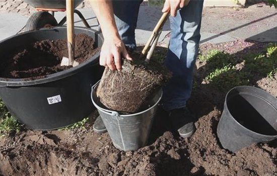 Rispenhortensie - Einpflanzen im Garten Rispenhortensie - Einpflanzen im Garten