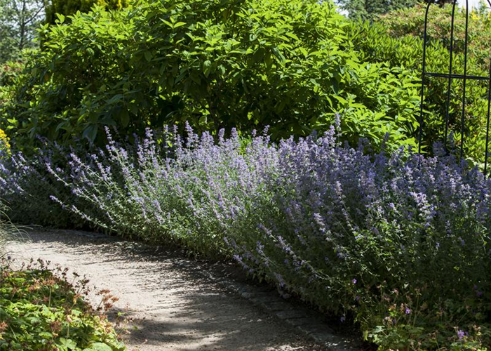 Sie sind bewegend! Wege, die durch den Garten führen.