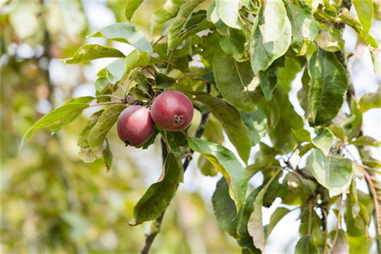 Achtung, fertig, Naschzeit - Die Ernte geht los! Achtung, fertig, Naschzeit - Die Ernte geht los!