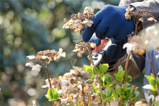 Alte Blütenstände machen Platz für neue Blüten Alte Blütenstände machen Platz für neue Blüten