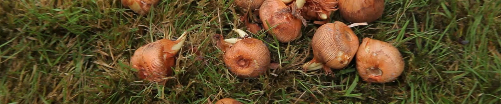 Krokusse - Zwiebeln einpflanzen (1).jpg