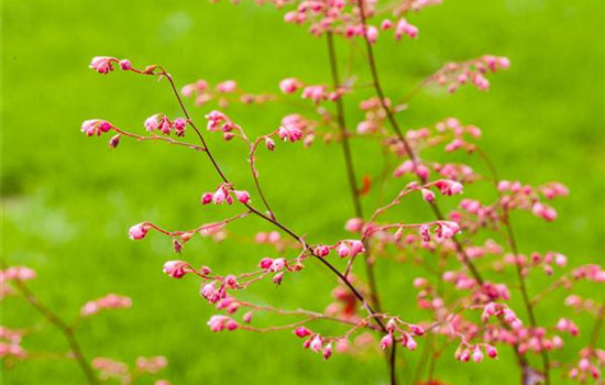 Das Purpurglöckchen – Zarte und filigrane Schönheit