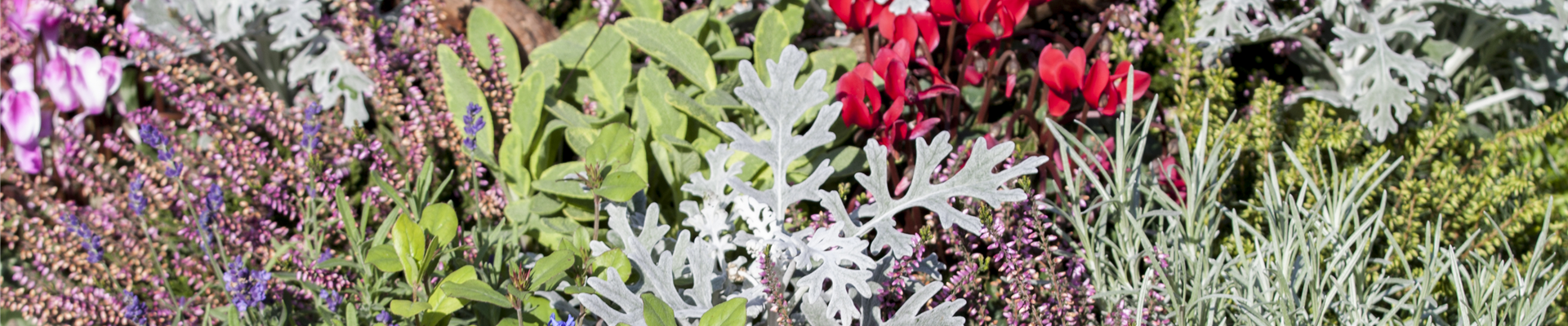 GS502946.jpg GS502946.jpg