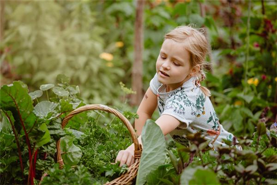 Jetzt kann geerntet werden! Kinder spielerisch einbeziehen Jetzt kann geerntet werden! Kinder spielerisch einbeziehen