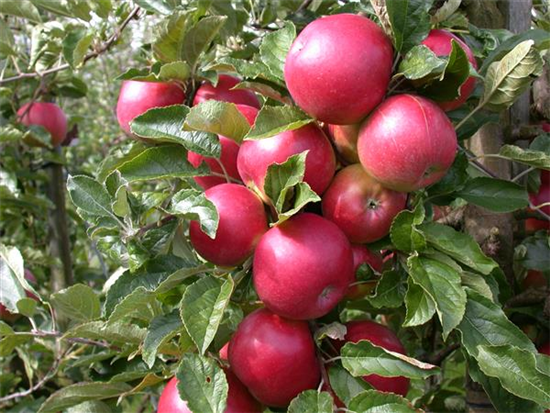 Obstbäume veredeln – frische neue Früchte Obstbäume veredeln – frische neue Früchte