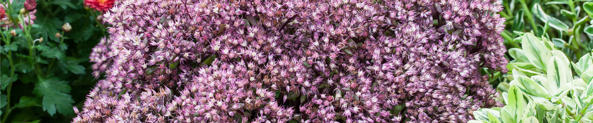 GS527326.jpg GS527326.jpg