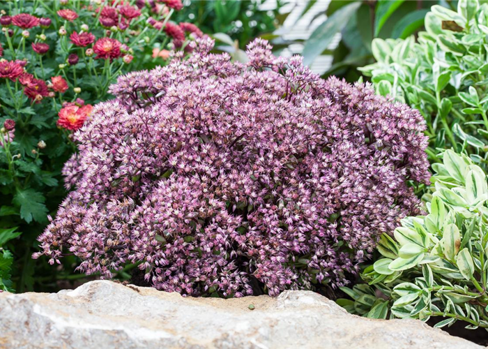 Die Fetthenne – Gärtnern light