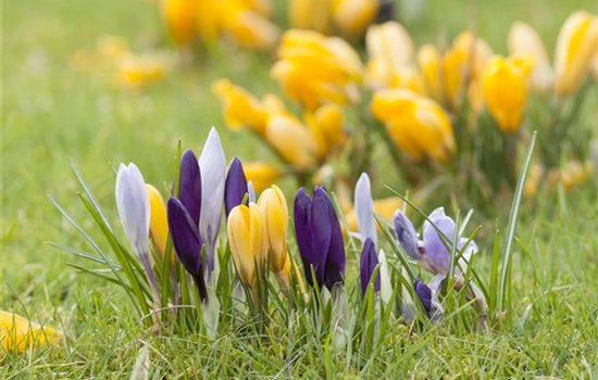 Krokus pflanzen: Der Klassiker im Frühlingsbeet Krokus pflanzen: Der Klassiker im Frühlingsbeet