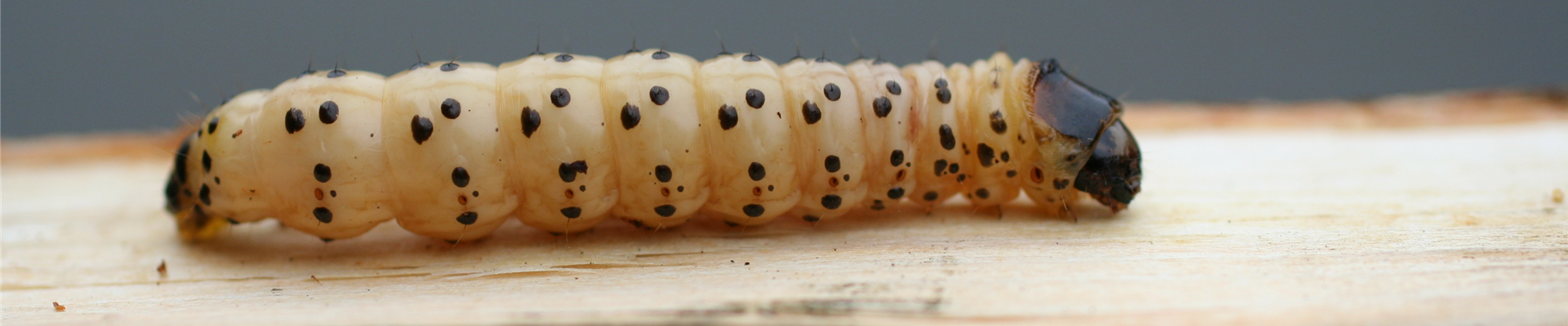 blausieb 3 01.09.08.jpg