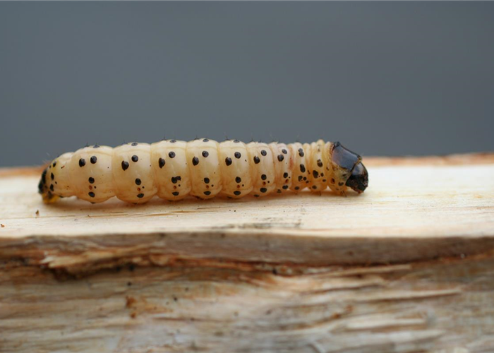 Ökologische Schädlingsabwehr