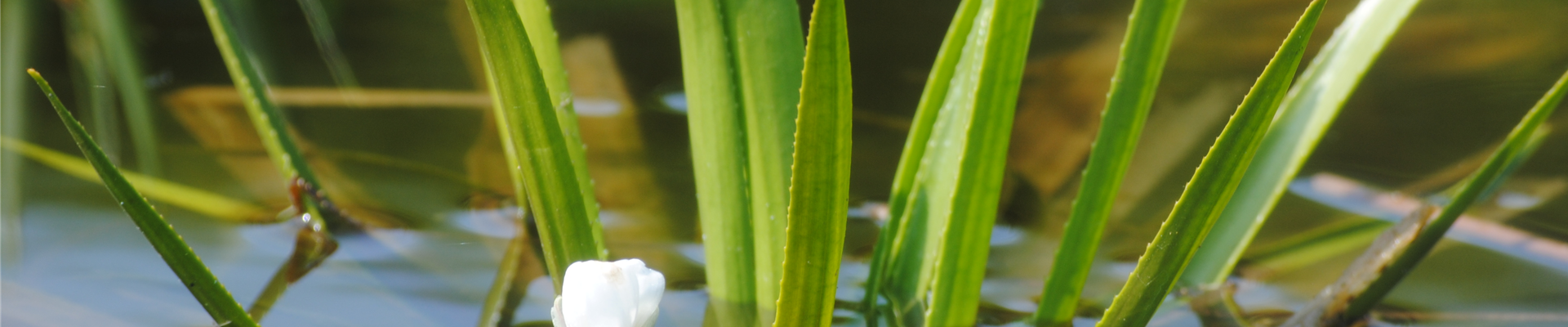 Stratiotes aloides.JPG Stratiotes aloides.JPG