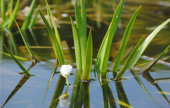 So machen Sie Ihren Miniteich winterfit  So machen Sie Ihren Miniteich winterfit