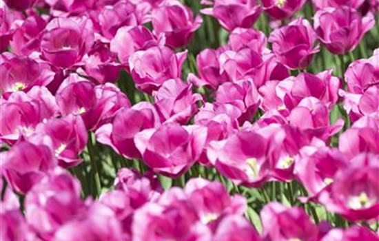 Stauden und Blumenzwiebeln kombinieren Stauden und Blumenzwiebeln kombinieren