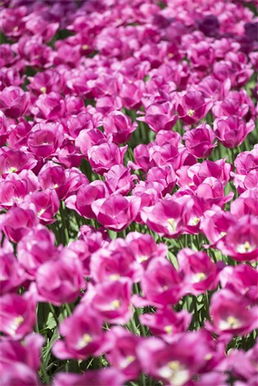 Stauden und Blumenzwiebeln kombinieren Stauden und Blumenzwiebeln kombinieren