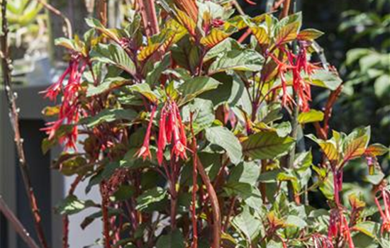 Winterschlaf für Geranien und Fuchsien Winterschlaf für Geranien und Fuchsien