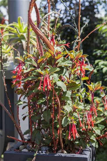 Winterschlaf für Geranien und Fuchsien Winterschlaf für Geranien und Fuchsien