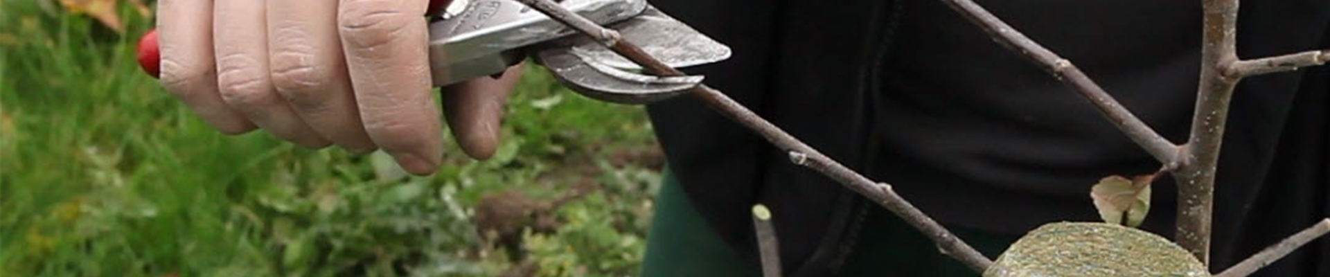 Apfelbaum - Pflanzschnitt (Anleitung - 3).jpg