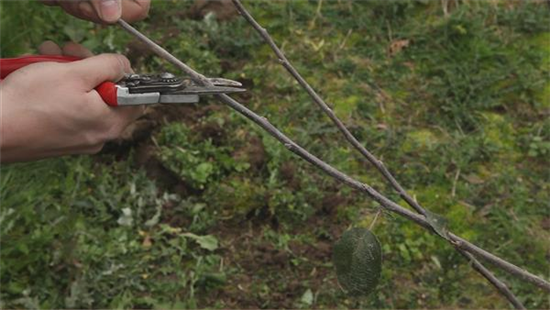 Apfelbaum - Pflanzschnitt Apfelbaum - Pflanzschnitt