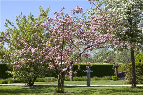 Obstgehölze schneiden - Basis ertragreicher Ernten Obstgehölze schneiden - Basis ertragreicher Ernten