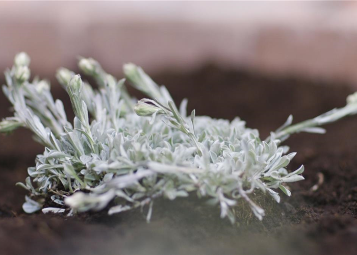 Katzenpfötchen - Einpflanzen im Garten
