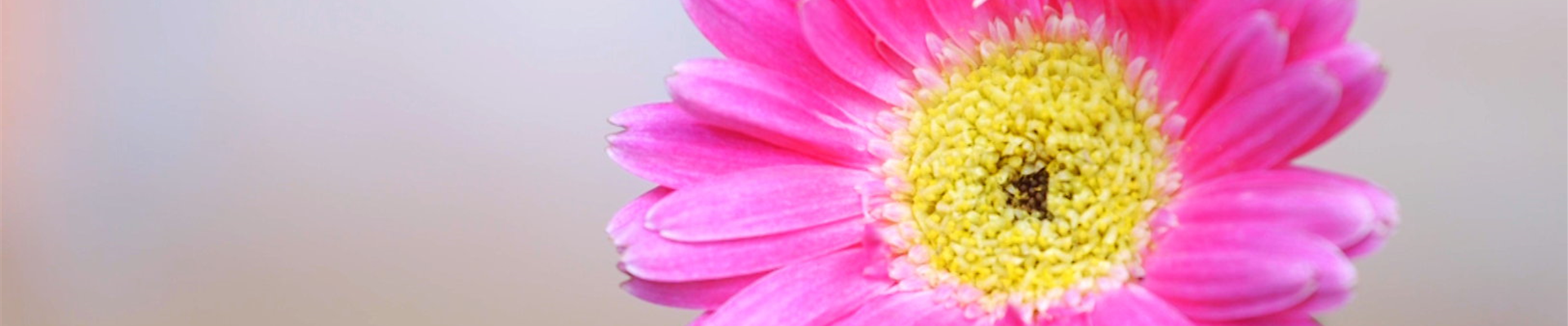 Gerbera -Einpflanzen im Garten (Thumbnail).jpg