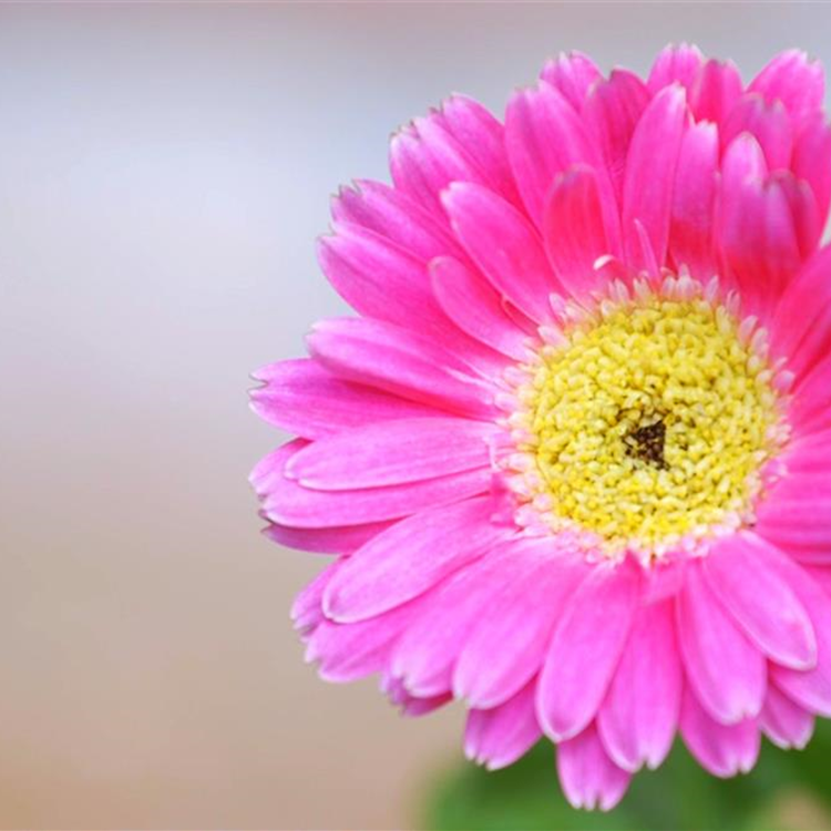 Gerbera - Einpflanzen im Garten