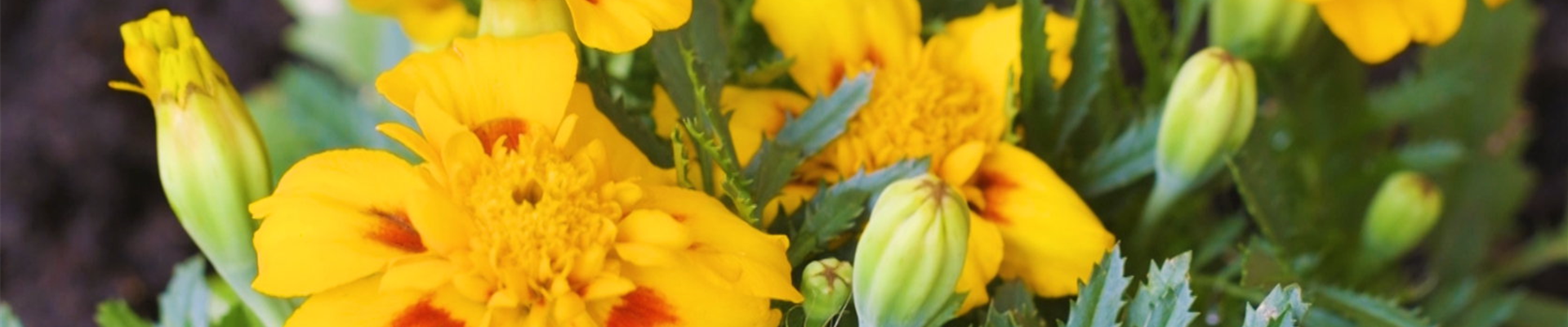 Studentenblume - Einpflanzen im Garten (thumbnail2).jpg