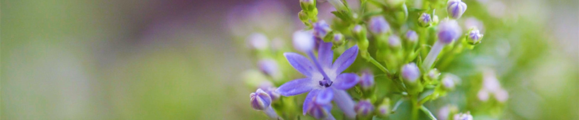 Blaues Halskraut - Einpflanzen im Garten (Thumbnail).jpg