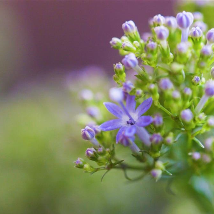 Blaues Halskraut - Einpflanzen im Garten