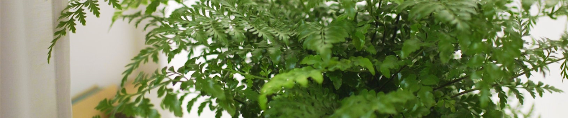 Nestfarn - Einpflanzen in ein Gefäß (thumbnail).jpg Nestfarn - Einpflanzen in ein Gefäß (thumbnail).jpg