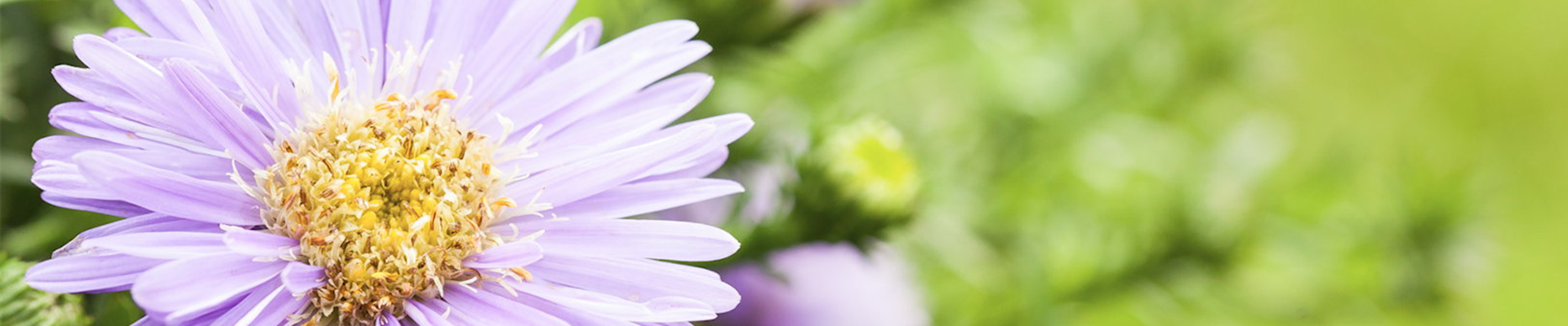 Astern - Einpflanzen im Garten (Thumbnail).jpg Astern - Einpflanzen im Garten (Thumbnail).jpg