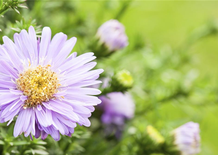 Astern - Einpflanzen im Garten
