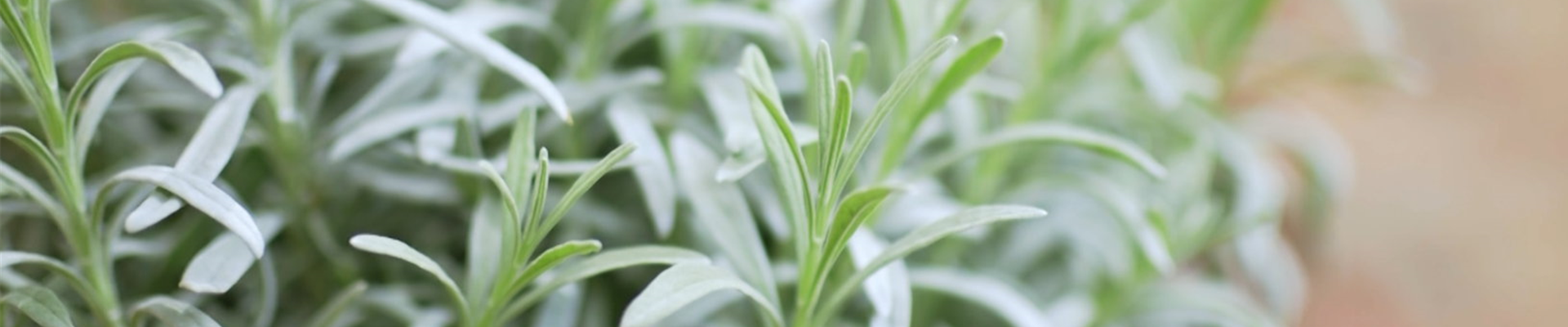 Lavendel - Umtopfen (thumbnail2).jpg