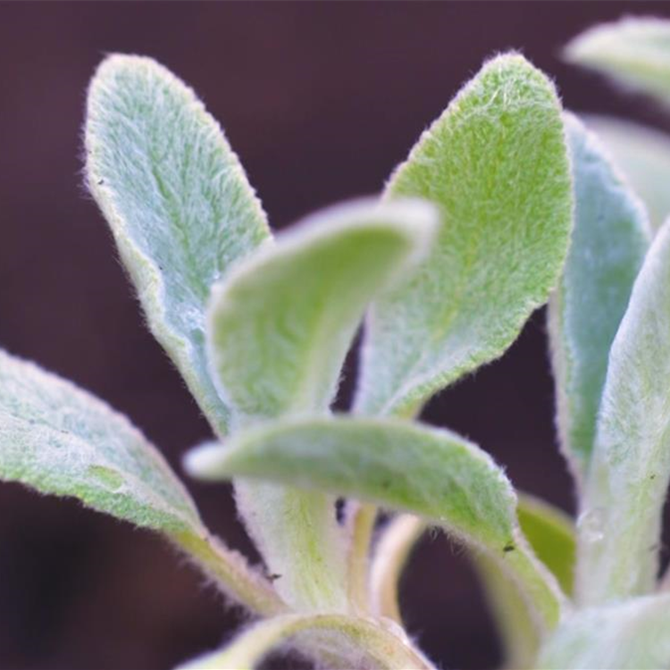 Woll-Ziest - Einpflanzen im Garten Woll-Ziest - Einpflanzen im Garten