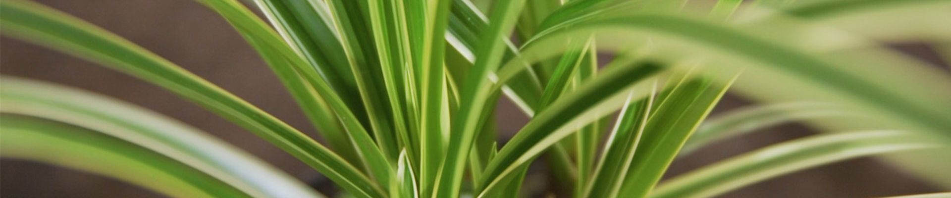 Japansegge - Einpflanzen im Garten.jpg Japansegge - Einpflanzen im Garten.jpg